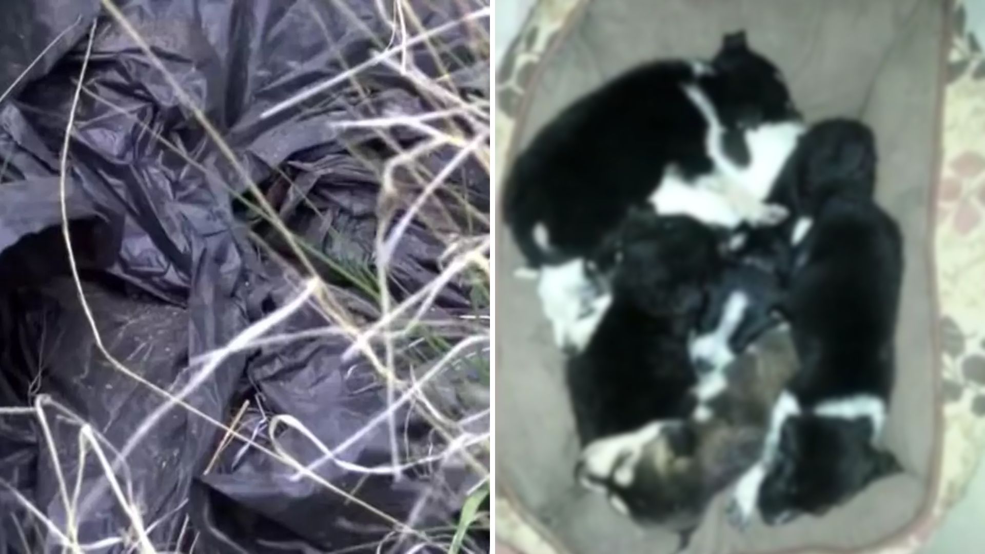 abandoned puppies rescued