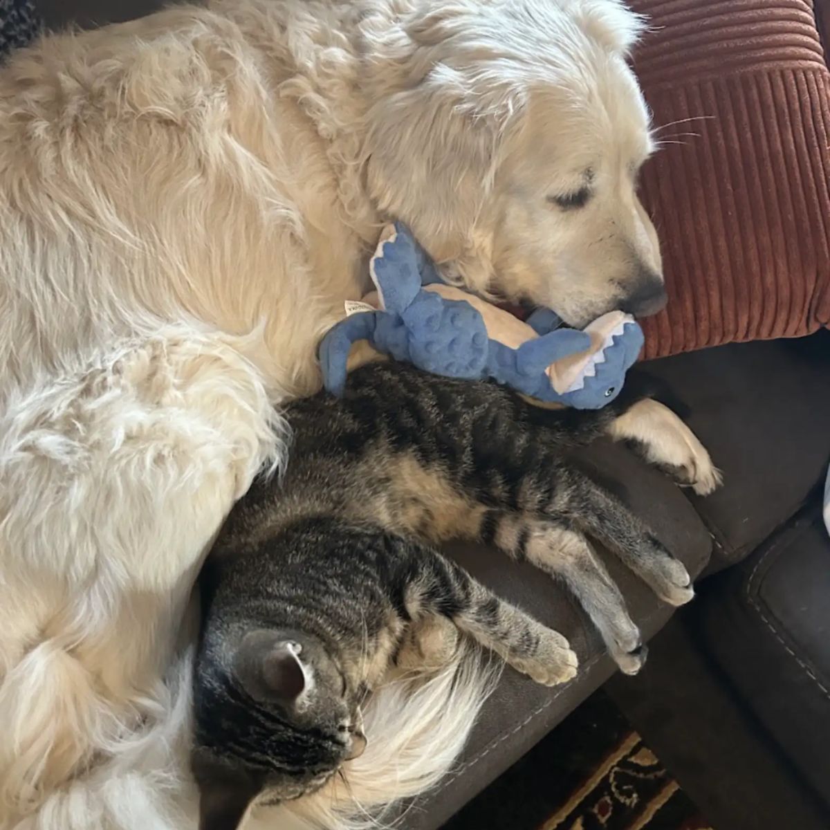 dog and cat on couch