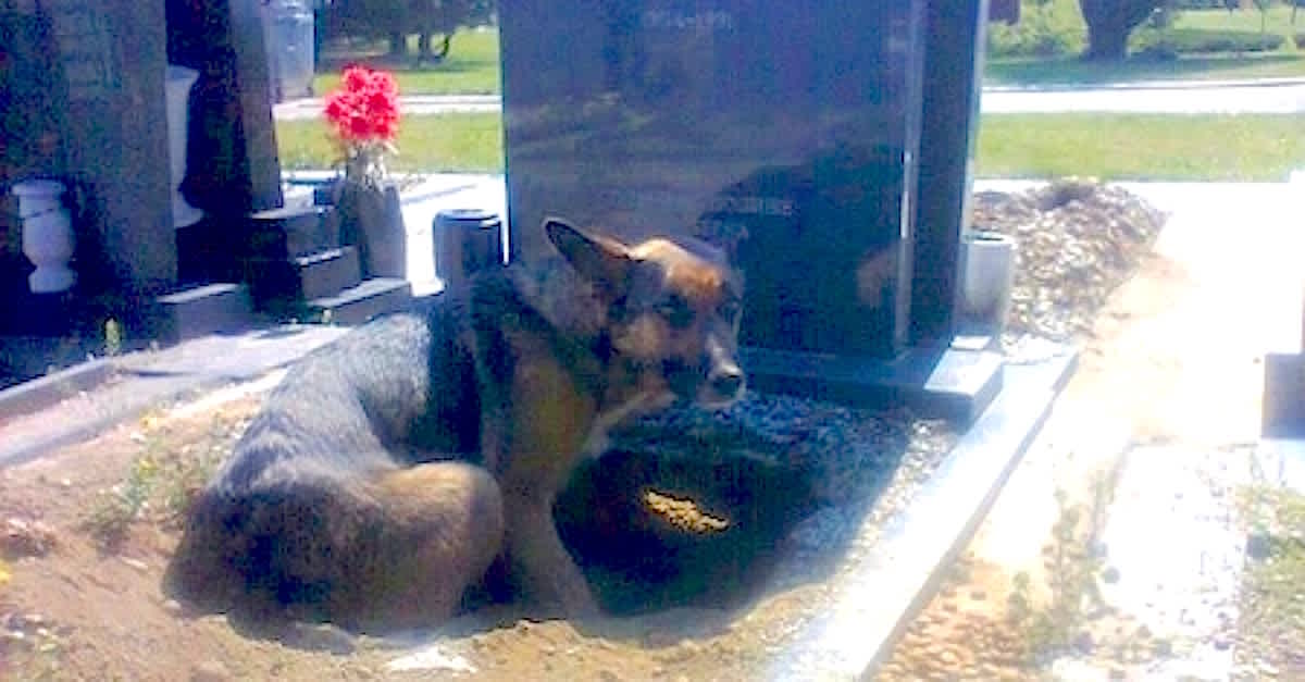 German shepherd near grave