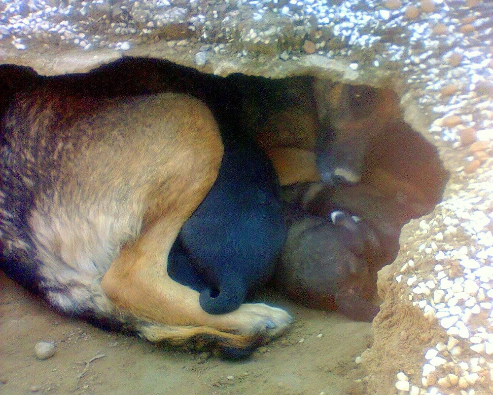 Rescued dog family