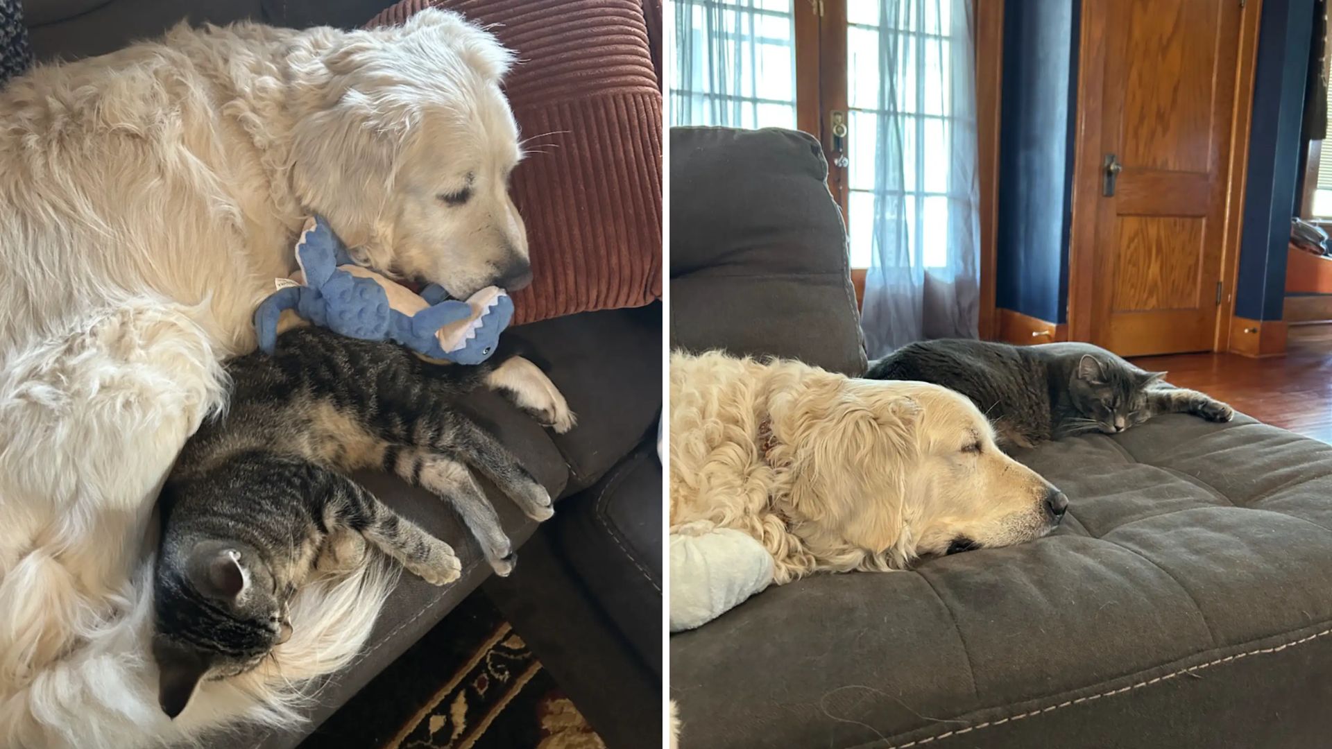 Indiana Dog