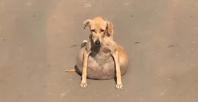 Собака с вздутым животом