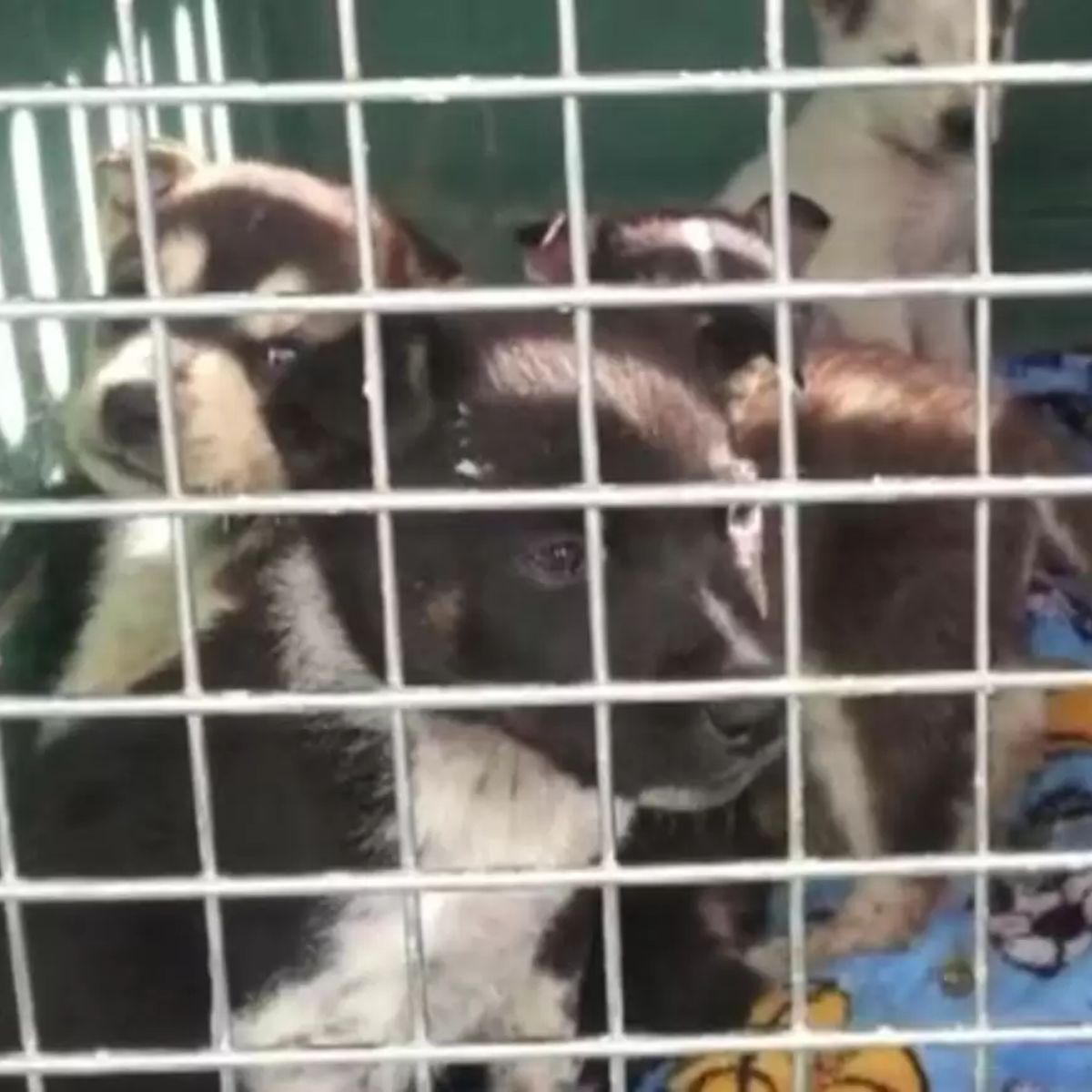 puppies in a kennel