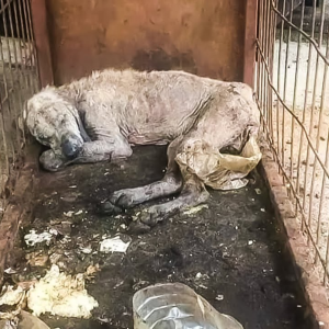 Фото хворої тварини