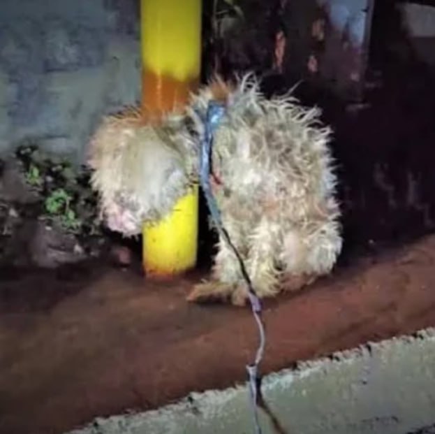 Фото собаки