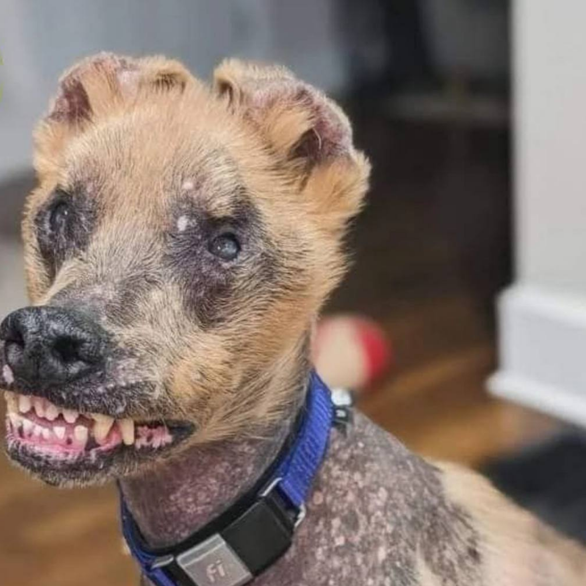 Кремен у стены