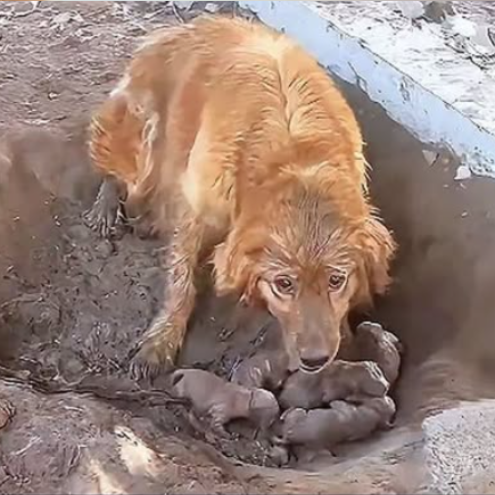 Матір-собака і цуценята