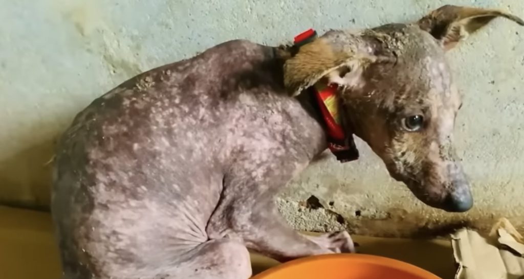 Щасливий пес