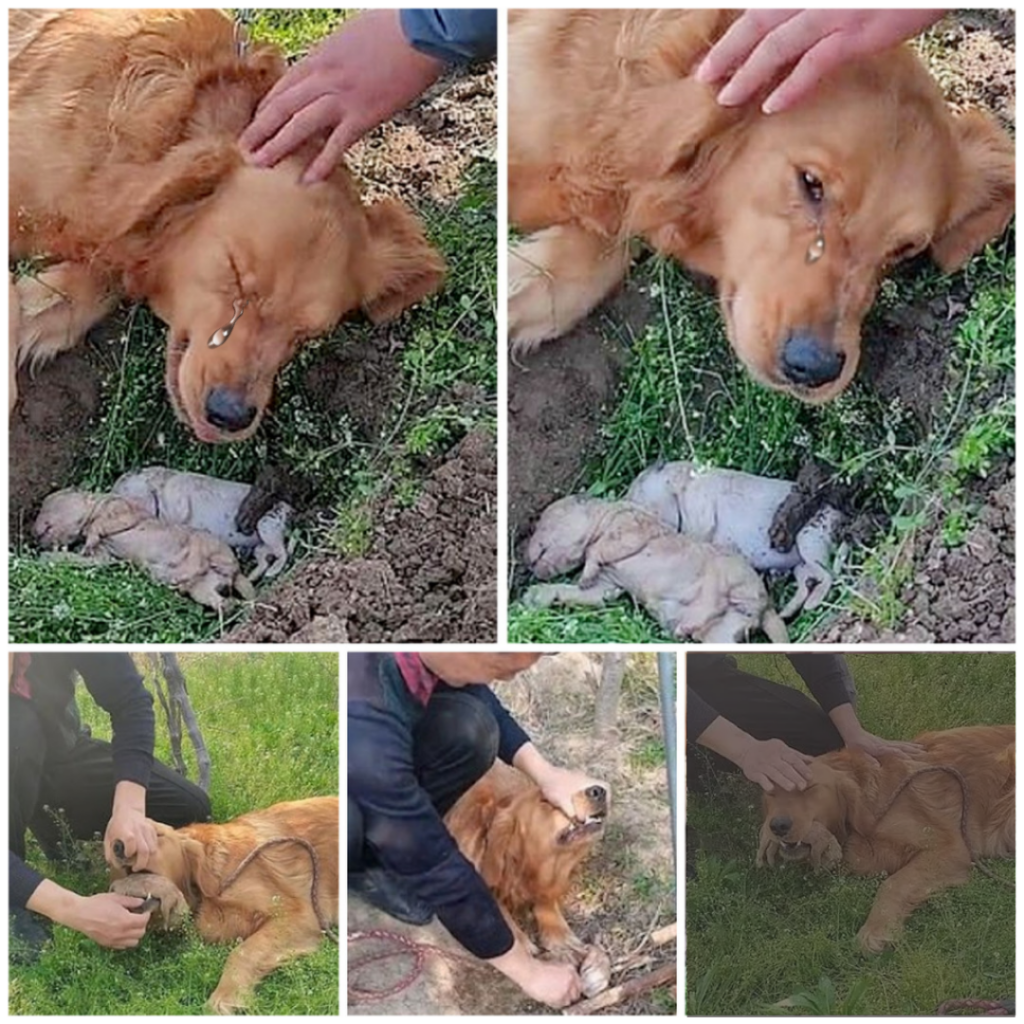 Собака и щенки