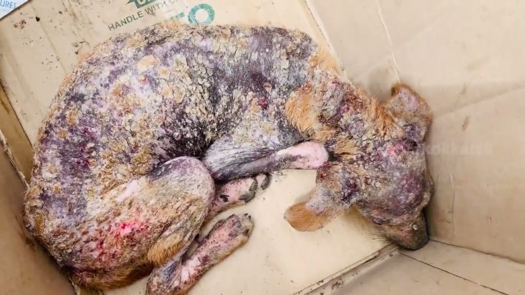 Рятування собаки