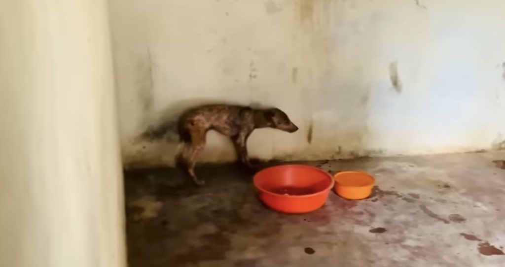 Пес у руках рятувальників