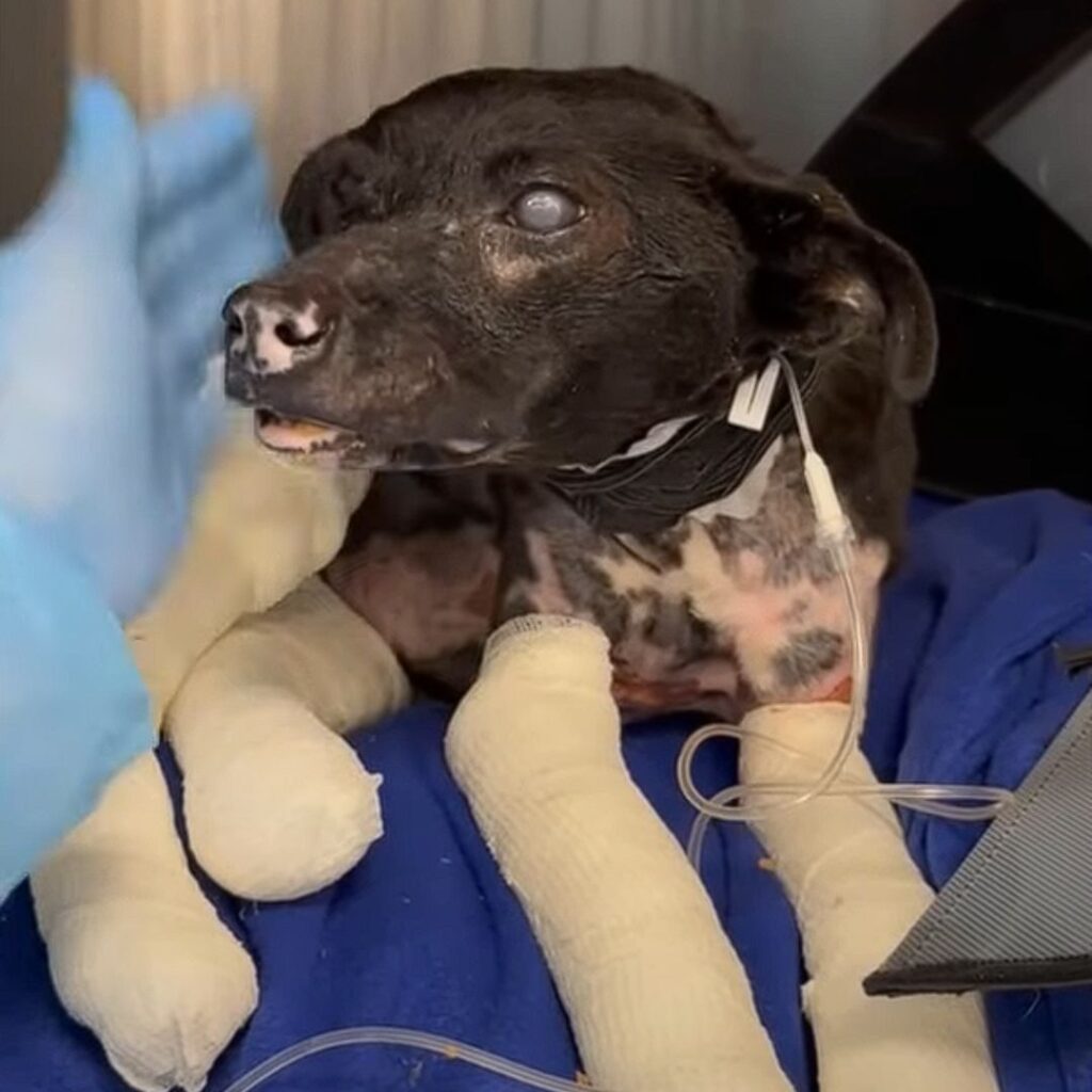 Реабілітація Ками