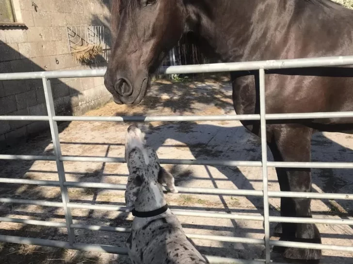 Анджело з друзями