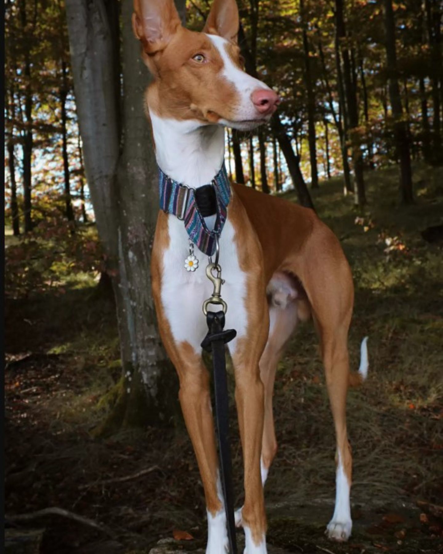 високий милий собака