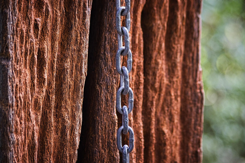 Пес, прив'язаний ланцюгом