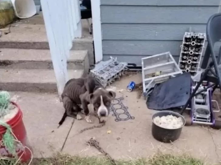 Прикований та зморений пес