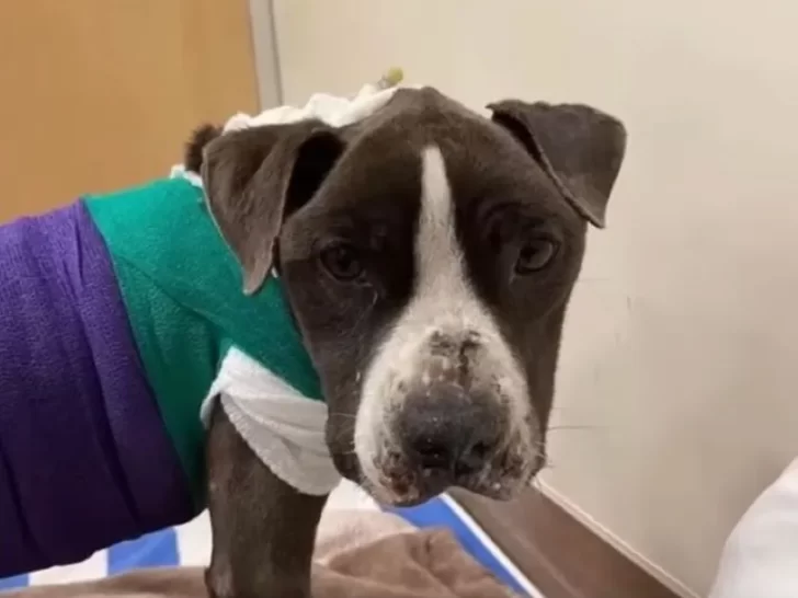 Пес у одязі під час одужання