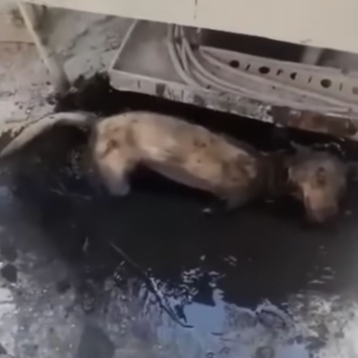 Пес у асфальті