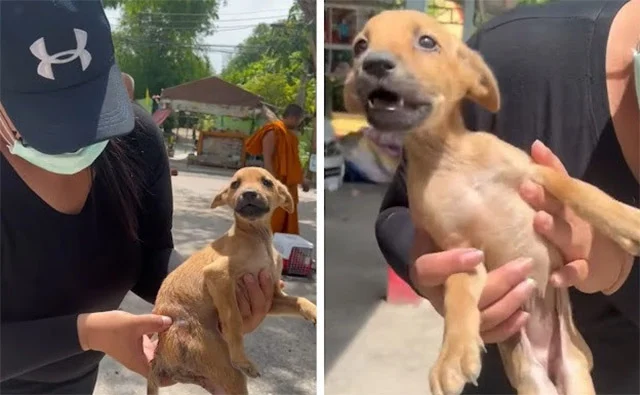 Ветеринарний огляд