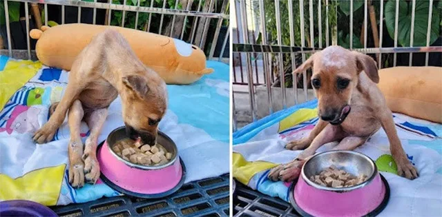 Теплий прийом у притулку