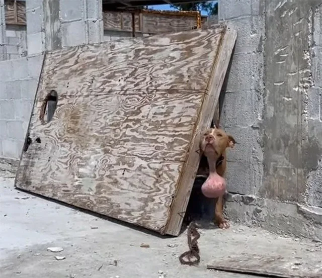 Спасённая собака