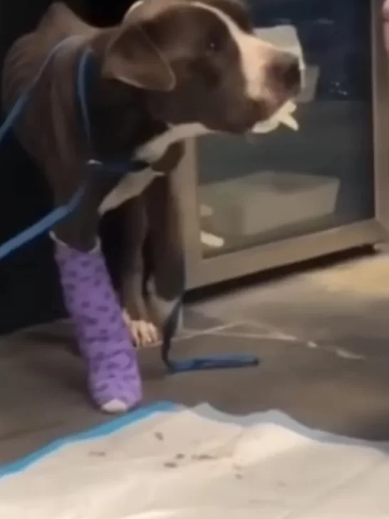 Пес з травмованою лапою