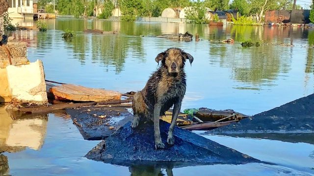 Поранений собака після порятунку