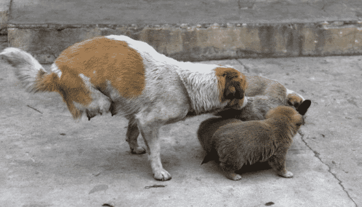 Ши Бао и щенки