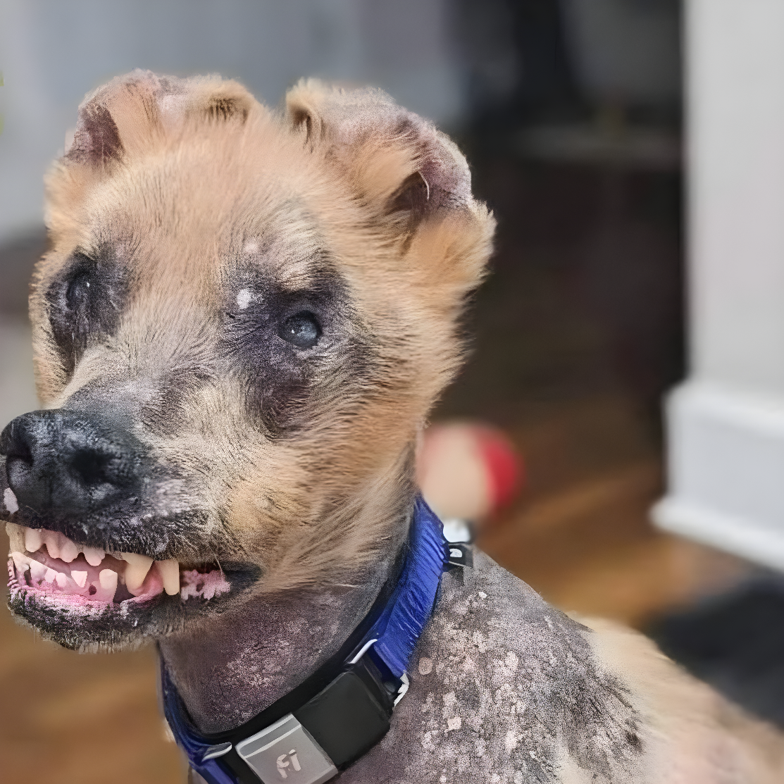 портрет пса