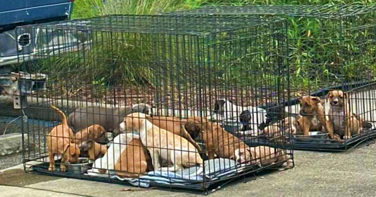 Фото цуценят