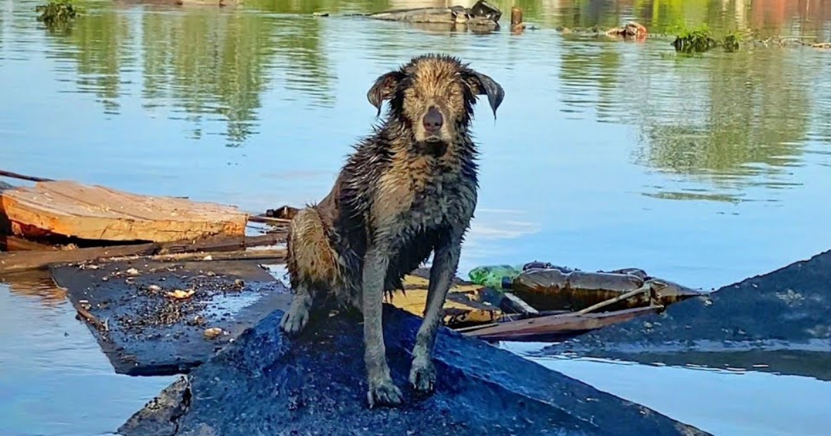 Затоплений район