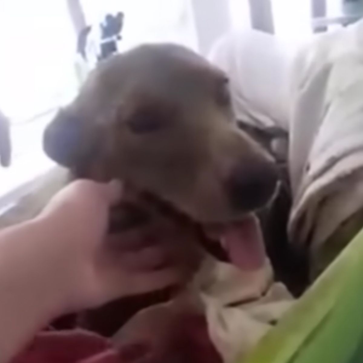 Щаслива собака у домі