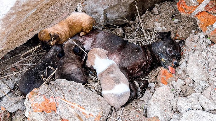 цуценята біля матері