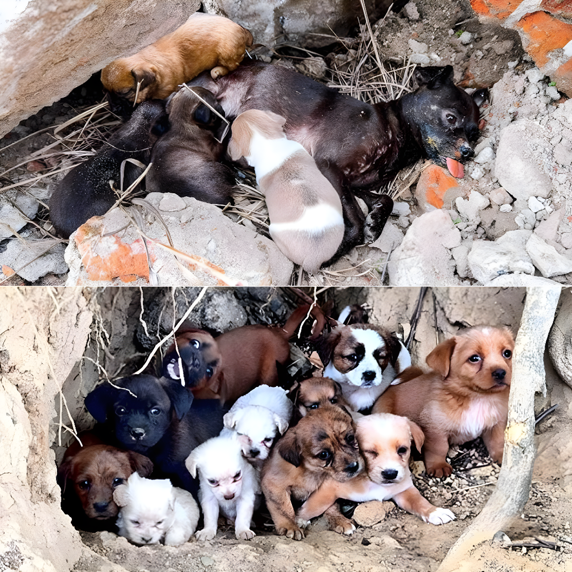 мати і цуценята