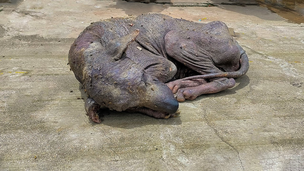 Парле спасли