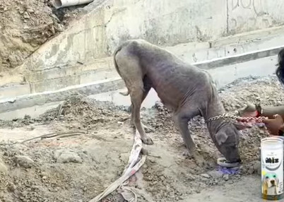 Парле в процессе восстановления