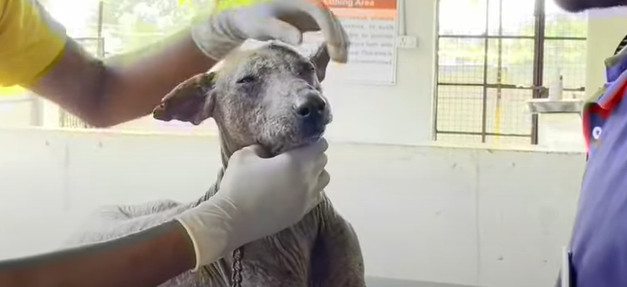 Парле в новом доме