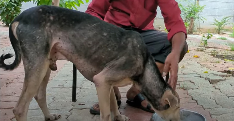 Парле после выздоровления