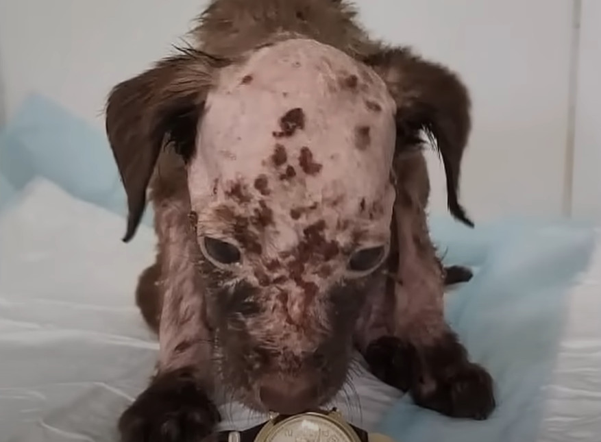 Lak one month after rescue