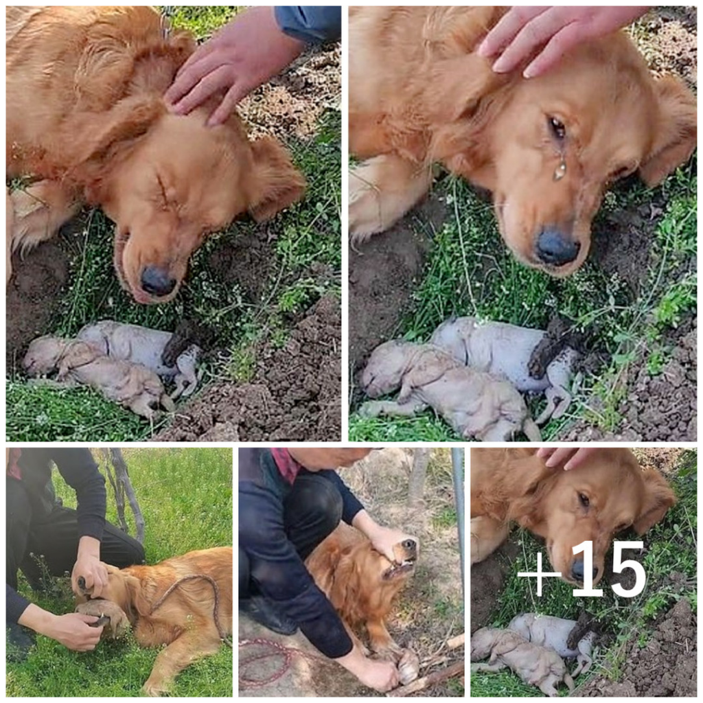 Щенок на руках