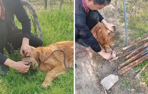 Мать роет землю