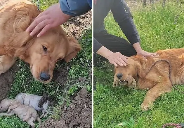 Мать с щенками