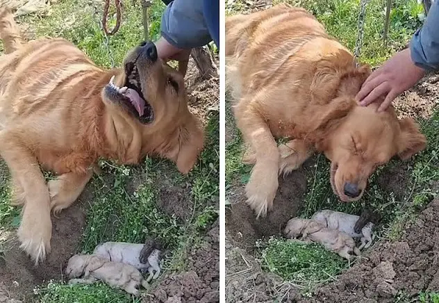 Собака и эмоции