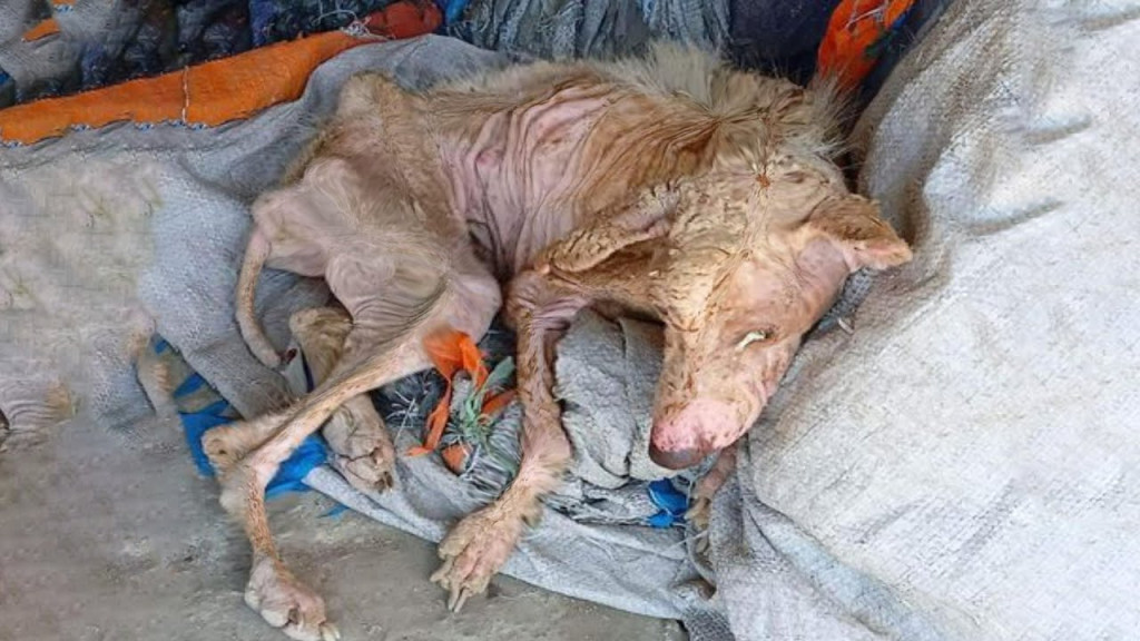 Руді під час порятунку