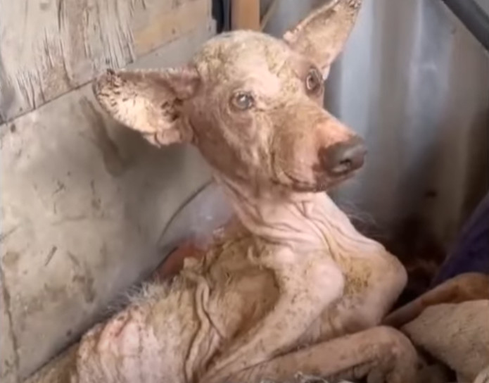 Перші ознаки одужання