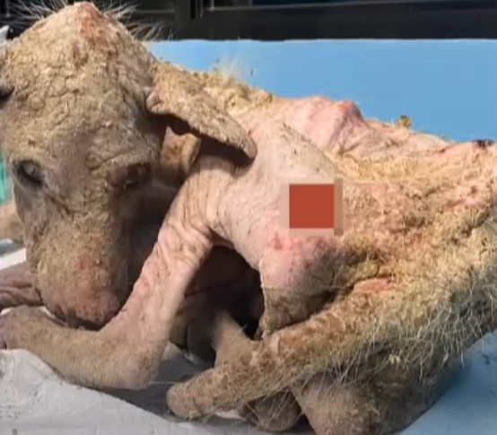 Руді відроджується