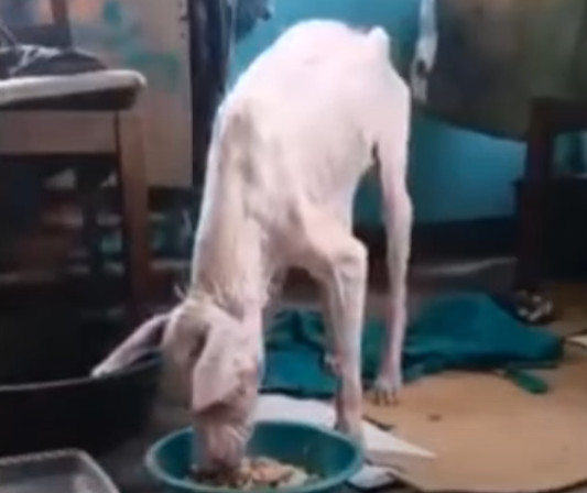 Руді сьогодні