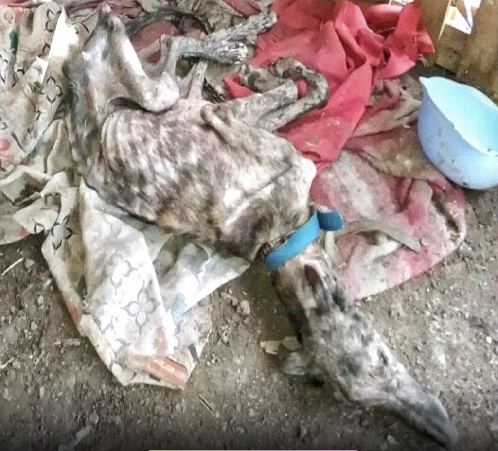 Ruperto при обнаружении