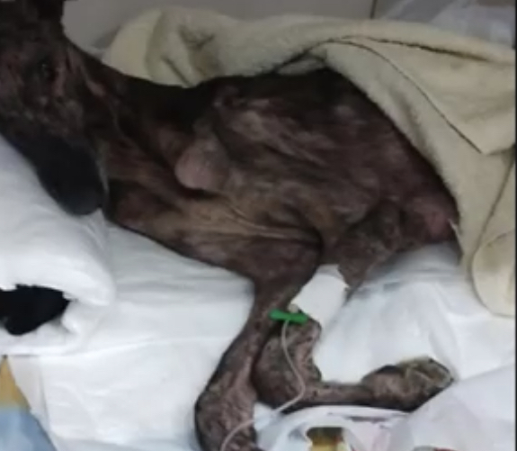 Руперто в процессе восстановления