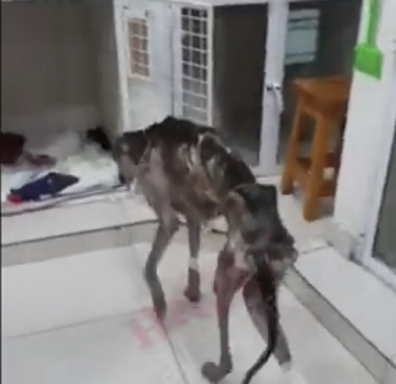 Дополнительное изображение Руперто